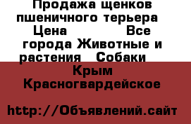 Продажа щенков пшеничного терьера › Цена ­ 30 000 - Все города Животные и растения » Собаки   . Крым,Красногвардейское